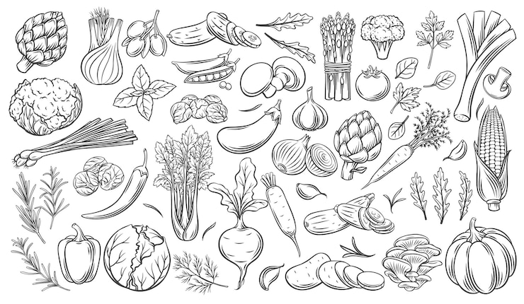 Vettore set di icone vettoriali contorno di verdure. carciofo monocromatico, porro, erbe culinarie, mais, aglio, cetriolo, peperone, cipolla, sedano, asparagi, cavolo e ets.