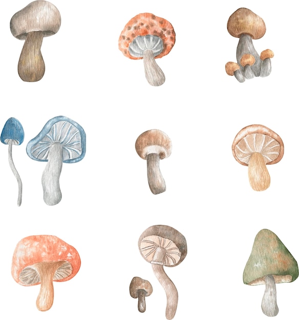 Set di illustrazione di funghi