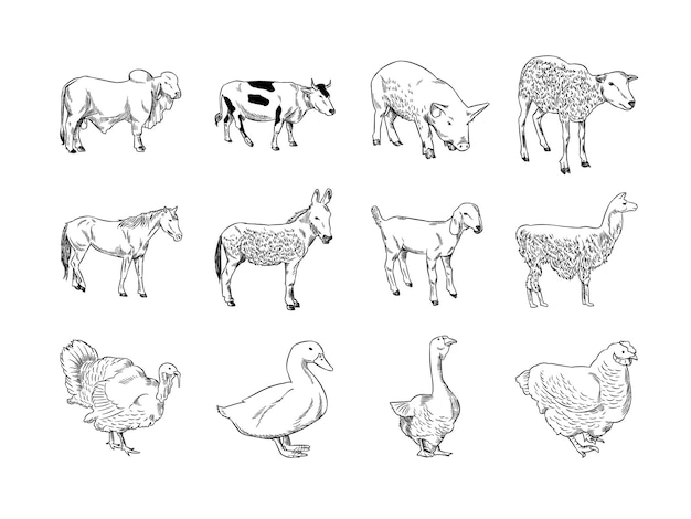 Set di illustrazioni di animali da fattoria