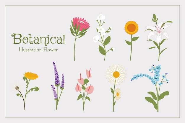 SET DI ILLUSTRAZIONI DI FIORI BOTANICI