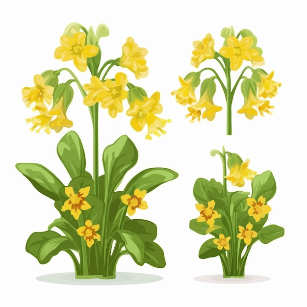 Set di illustrazioni di fiori di primula che aggiungeranno un tocco di eleganza ai tuoi disegni