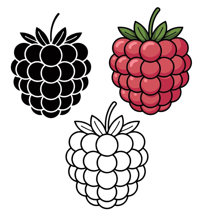 Vettore set di illustrazioni di lampone rosso nero e versioni di contorno varianti di illustrazione di lampone nero