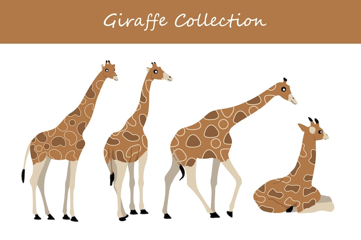 Vettore set di illustrazioni vettoriali di giraffe giraffa carina isolata su sfondo bianco