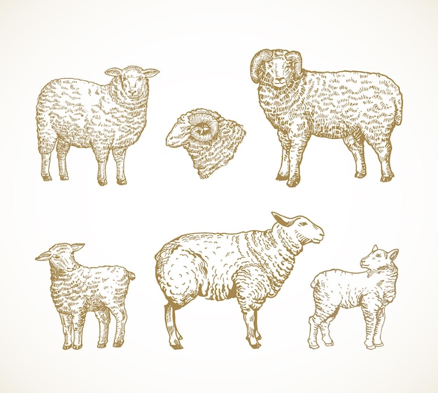 Set di illustrazioni vettoriali per animali domestici disegnati a mano. Collezione di schizzi di pecore, montoni e agnelli. Disegni di stile di incisione. Isolato.