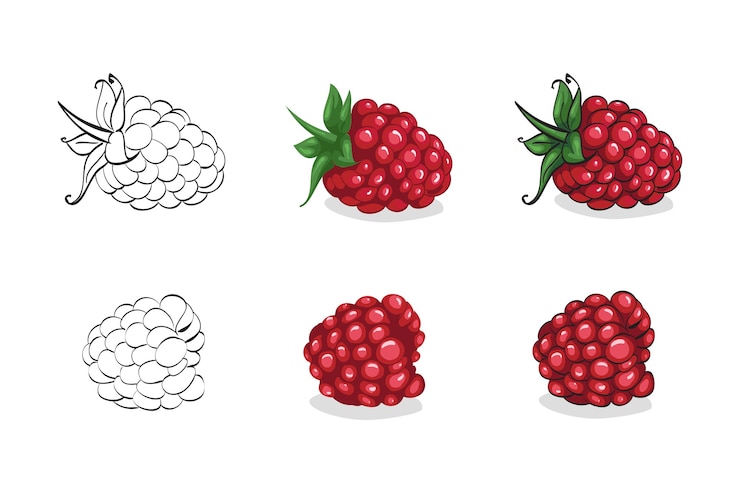 Vettore set di lampone rosso con foglie isolato su bianco