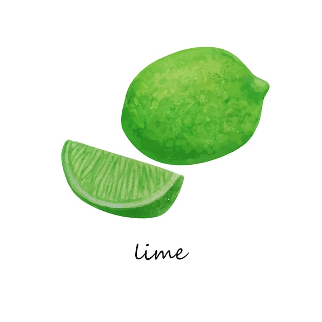 Set di lime ad acquerello disegnato a mano con fetta