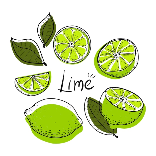 Set di lime fetta di lime mezza intera e foglie colorate collezione di agrumi astratti