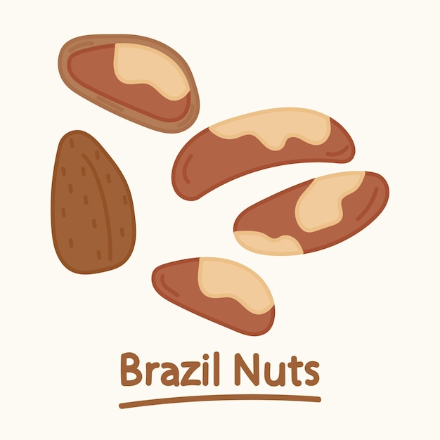 Set di noci brasiliane disegnate a mano. Cibo di design dei cartoni animati, collezione di elementi di noci. Cibo naturale.