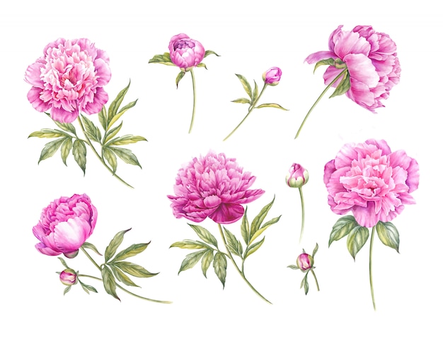 Set di peonie rosa dell'acquerello.