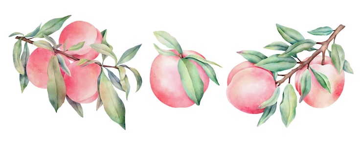 Vettore set di pesche ad acquerello disegnate a mano con foglie verdi isolate su sfondo bianco