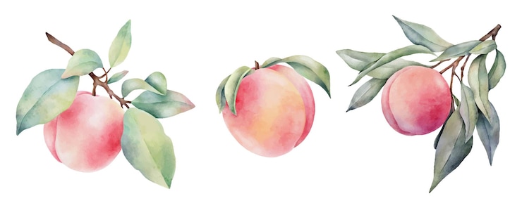 Vettore set di pesche ad acquerello disegnate a mano con foglie verdi isolate su sfondo bianco