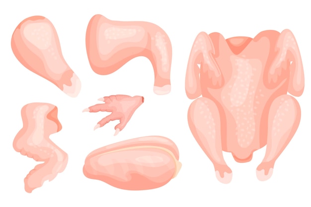 Set di pezzi di carne di pollo Filetto ala di coscia di coscia Oggetti vettoriali per il vostro uso
