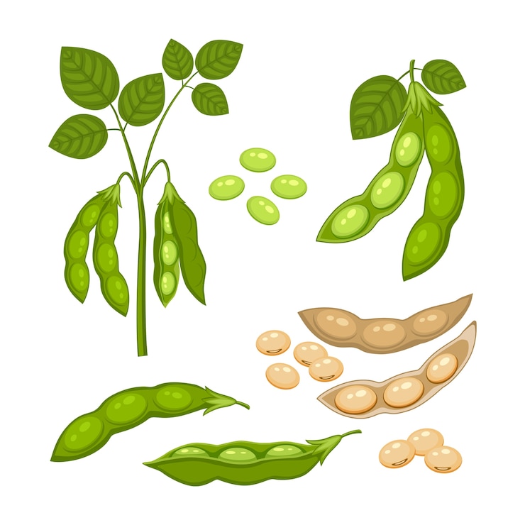 Vettore set di pianta di fagioli di soia con baccelli maturi e foglie verdi, baccelli marroni interi e metà verdi e secchi, semi di soia isolati su priorità bassa bianca. cespuglio di leguminose in uno stile piatto del fumetto.