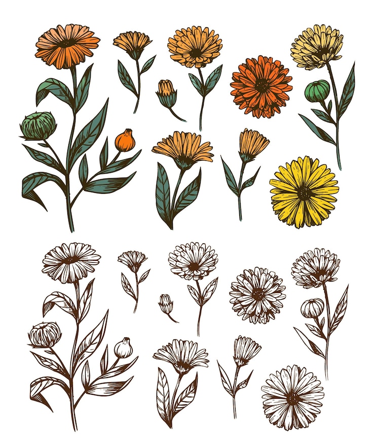 Vettore set di piante di calendula piante di erbe disegnate a mano disegno di tè a erbe illustrazione vettoriale di schizzi