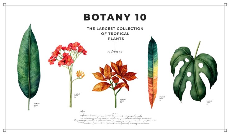 Set di piante tropicali