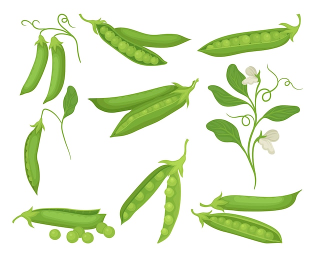 Set di piselli verdi con baccelli Alimento naturale e sano Pianta agricola con fiori Ortofrutto biologico Prodotto agricolo Illustrazioni vettoriali colorate in stile piatto isolate su sfondo bianco