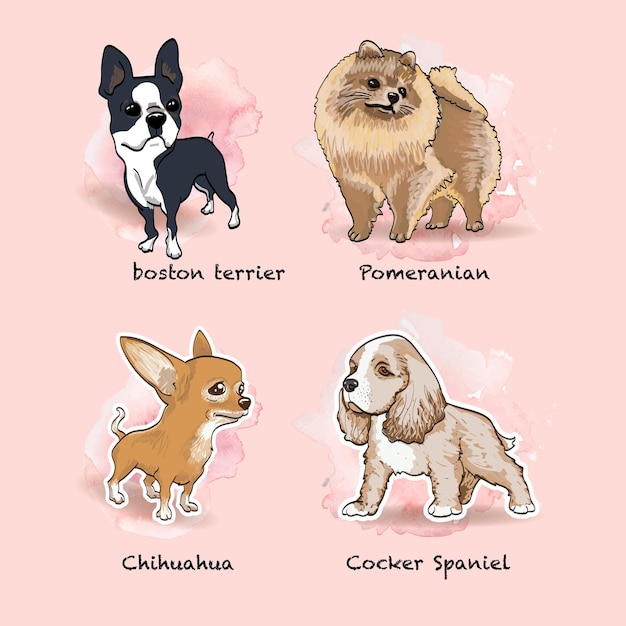 Set di quattro disegni di cani di razze diverse Boston terrier chihuahua pomeranian e cocker