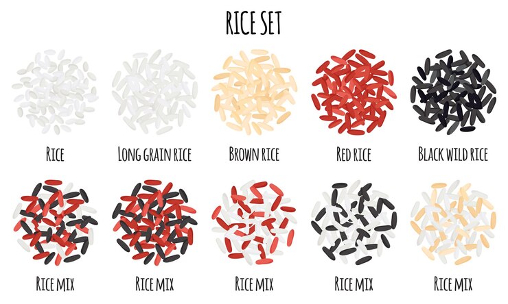 Vettore set di riso con riso selvatico bianco rosso marrone nero e riso a chicco lungo