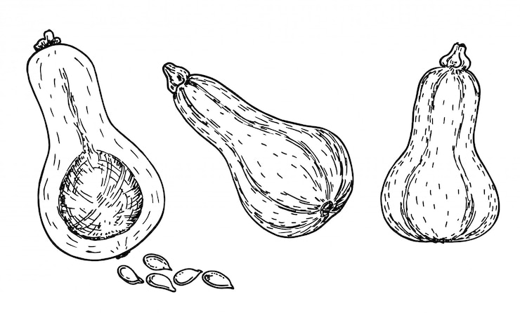 Vettore set di schizzo di butternut squash. oggetto disegnato a mano. zucca a forma di bottiglia della noce di burro e un taglio uno su un'illustrazione bianca della verdura del fondo. cibo vegetariano dettagliato. prodotto del mercato agricolo. impostato.
