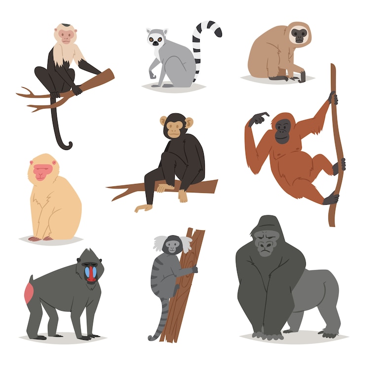 Vettore set di scimmie simpatico macaco animale personaggio dei cartoni animati di scimmia di scimmie primate scimpanzé, gibbone e babbon illustrazione su bianco