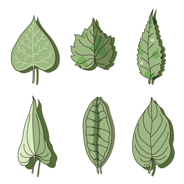Set di sei diverse foglie di albero verde isolate su sfondo bianco piatto illustrazione vettoriale