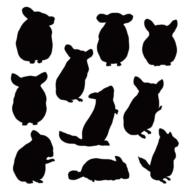 Set di silhouette di chinchilla domestici