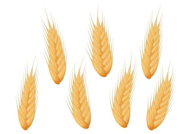Set di spighe di grano Chicchi di cereali Raccolto tema agricoltura o panetteria