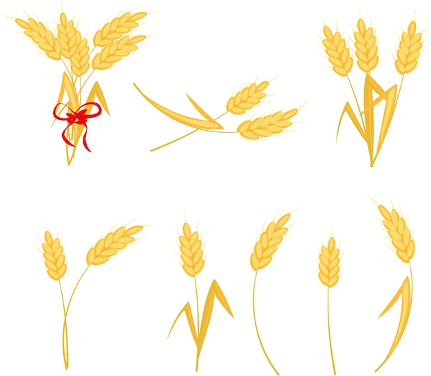 Set di spighe di grano. Covone di grano. Illustrazione vettoriale di alta qualità.
