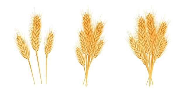 Set di spighe di grano mature spighette e grani