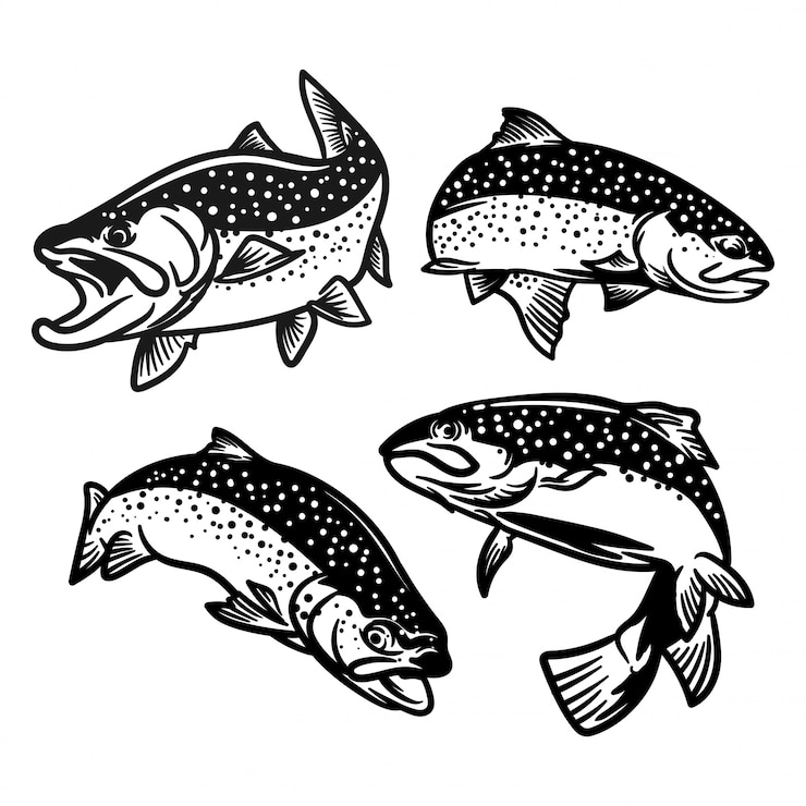 Vettore set di trota pesce illustrazione per la pesca logo