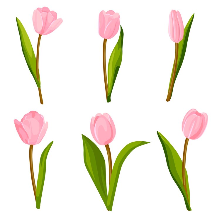 Set di tulipani rosa Illustrazione vettoriale