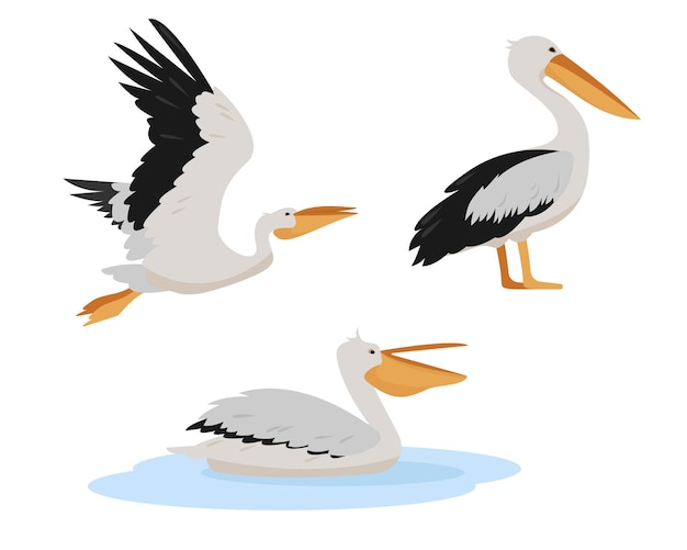Set di uccelli pellicani bianchi in diverse pose isolate su sfondo bianco Icone graziose dei pellicani