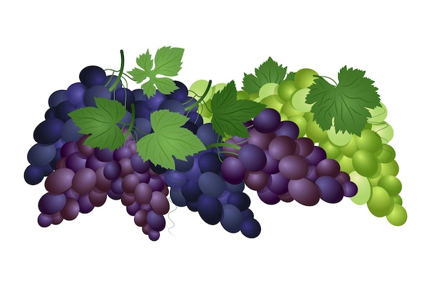 Set di uva da tavola verde viola e blu con foglie Illustrazione vettoriale in stile realistico