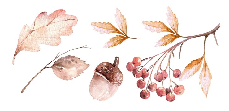 Vettore set di vettore in stile autunnale l'acquerello lascia ghiande e bacche