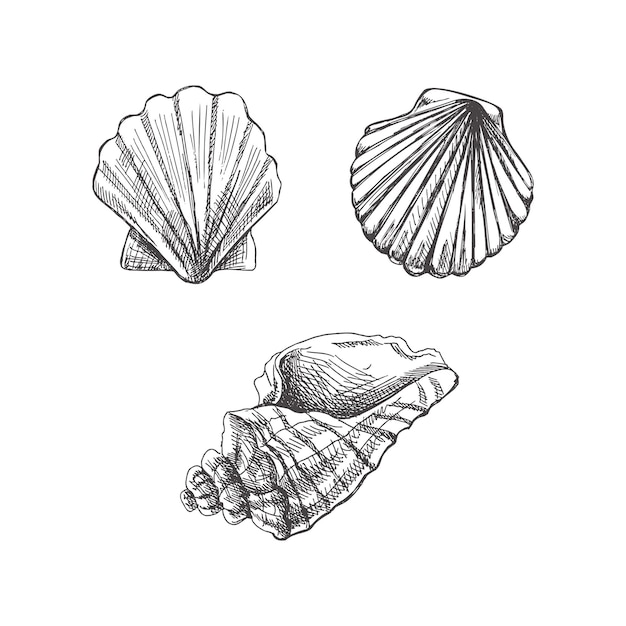 Set di vettori di conchiglie di conchiglie di conchiglie Illustrazione dello schizzo disegnato a mano Raccolta di schizzi realistici di varie creature oceaniche isolate su sfondo bianco