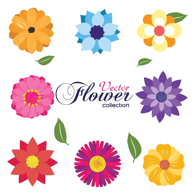 Set fiore vettoriale