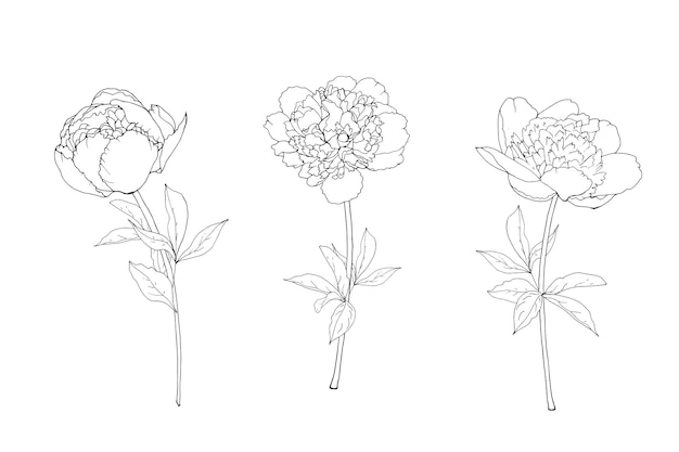 Set floreale con peonia di fiori di schizzo.