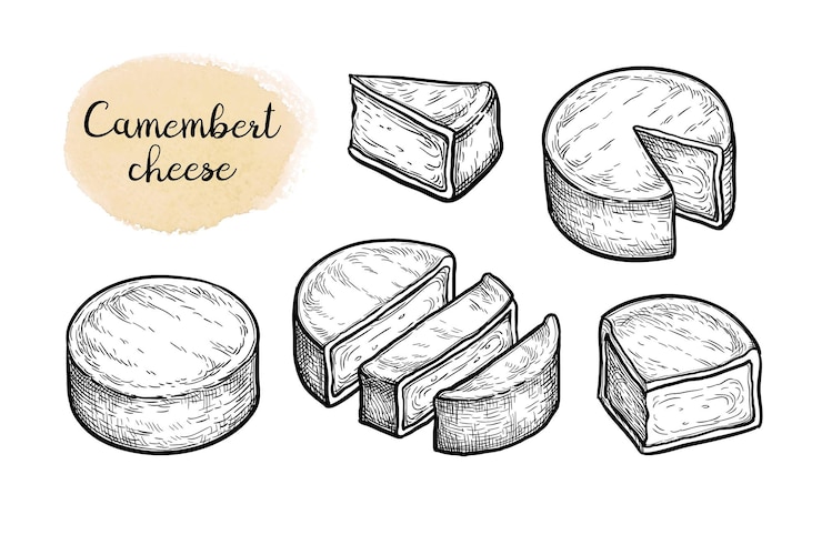 Vettore set grande di formaggio camembert. disegno a inchiostro.
