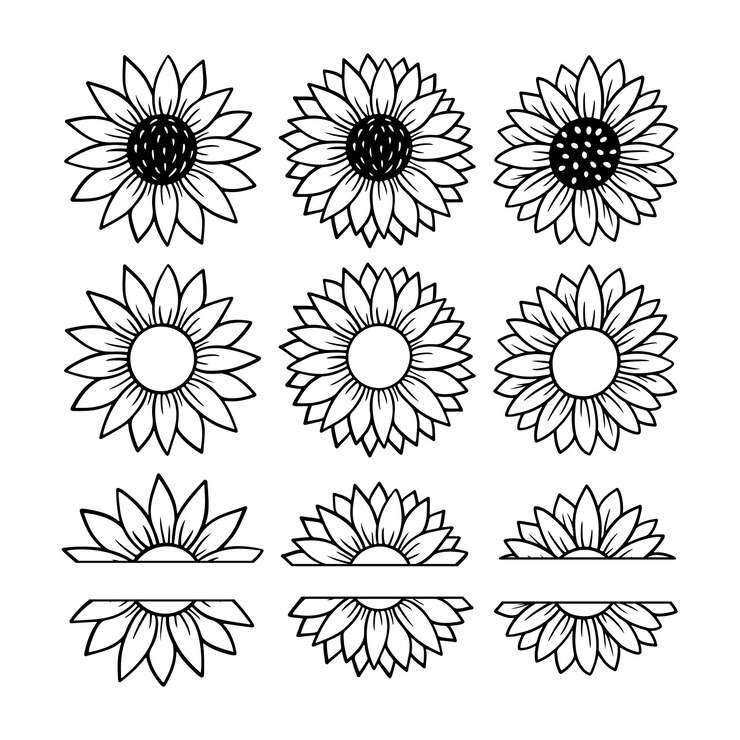 Set monogramma diviso girasole. Illustrazione di vettore della siluetta del fiore. Collezione logo grafico girasole, icona disegnata a mano per imballaggio, arredamento. Cornice di petali, silhouette nera isolata su sfondo bianco