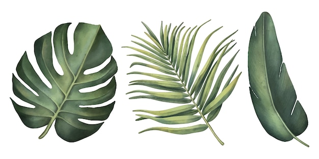 Set tropicale di piante su sfondo bianco Foglie di palma clipart estive dipinte a mano ad acquerello