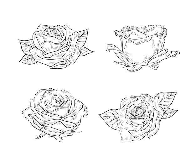Set vettoriale di fiori di rosa con foglie grafica vettoriale disegnata a mano illustrazione disegno lineare in bianco e nero grafica vettorale disegnato a mano progettazione e layout confezionamento fiore profumato
