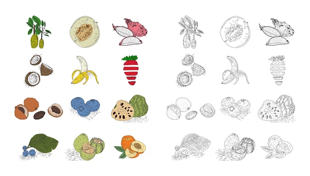 Set vettoriale di frutta disegnato a mano