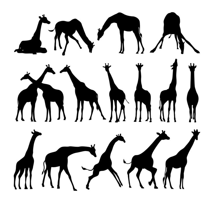 Vettore set vettoriale di silhouette nere di giraffa