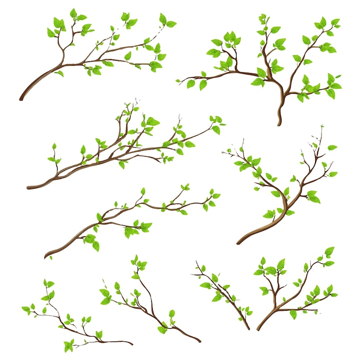 Vettore set vettoriale di vari rami d'albero con foglie verdi su sfondo bianco