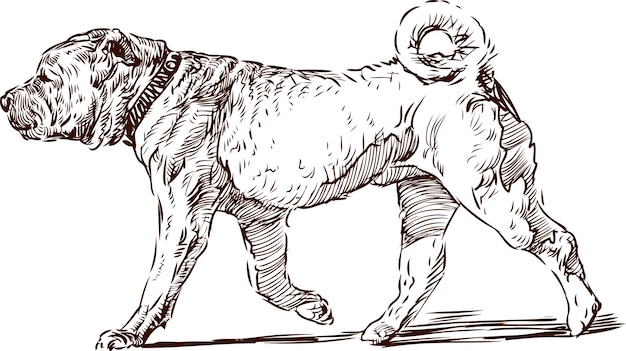 Shar Pei