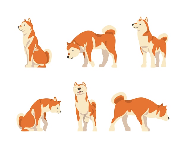 Shiba Inu come razza giapponese di cane da caccia con orecchie puntate e coda ricci in diverse posizioni