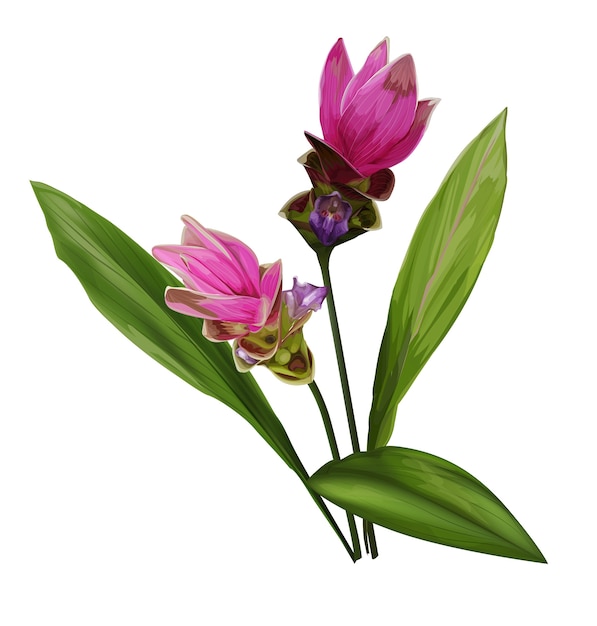 Siam Tulip fiore illustrazione vettoriale