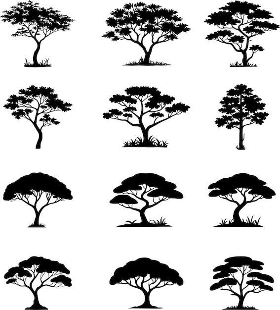 Silhouette di alberi di acacia su sfondo bianco
