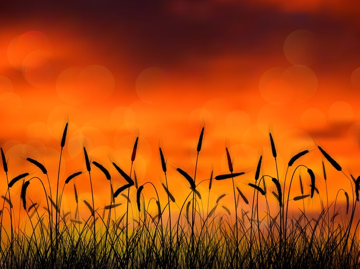 Vettore silhouette di grano al tramonto