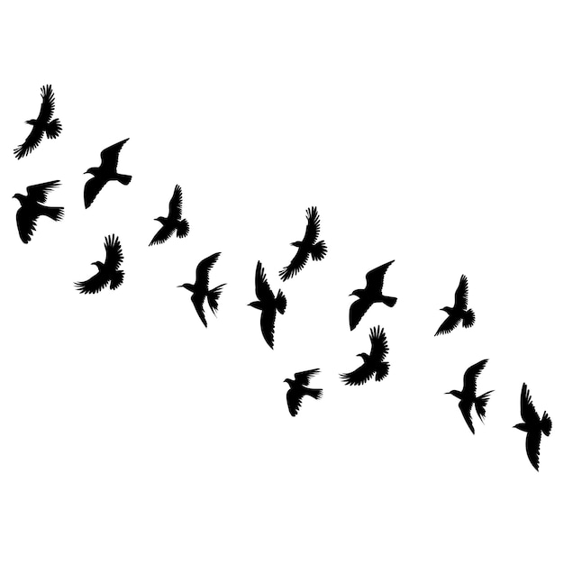Silhouette di uccelli in volo su sfondo bianco vettore isolato